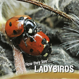 How they live... Ladybirds - David Withrington, Ivan Esenko