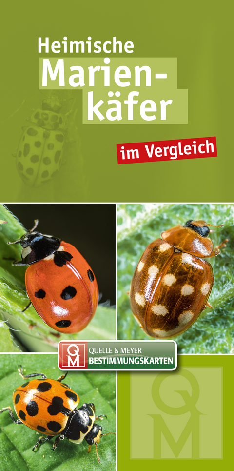 Heimische Marienkäfer im Vergleich - 