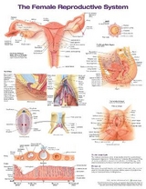 The Female Reproductive System Anatomical Chart - Anatomical Chart Company