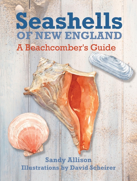 Seashells of New England -  Sandy Allison