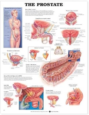 The Prostate Anatomical Chart