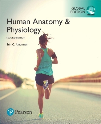 Human Anatomy & Physiology, Global Edition - Erin Amerman