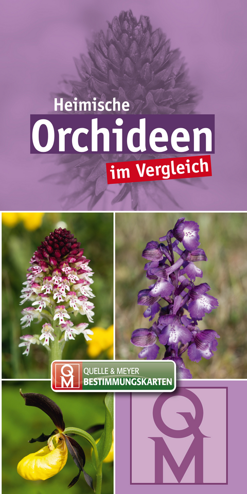 Heimische Orchideen - 