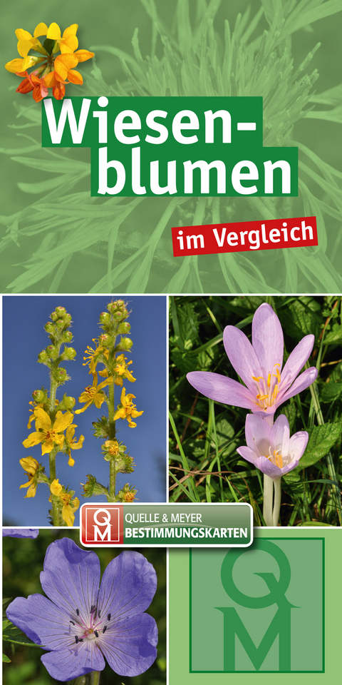 Wiesenblumen im Vergleich - 