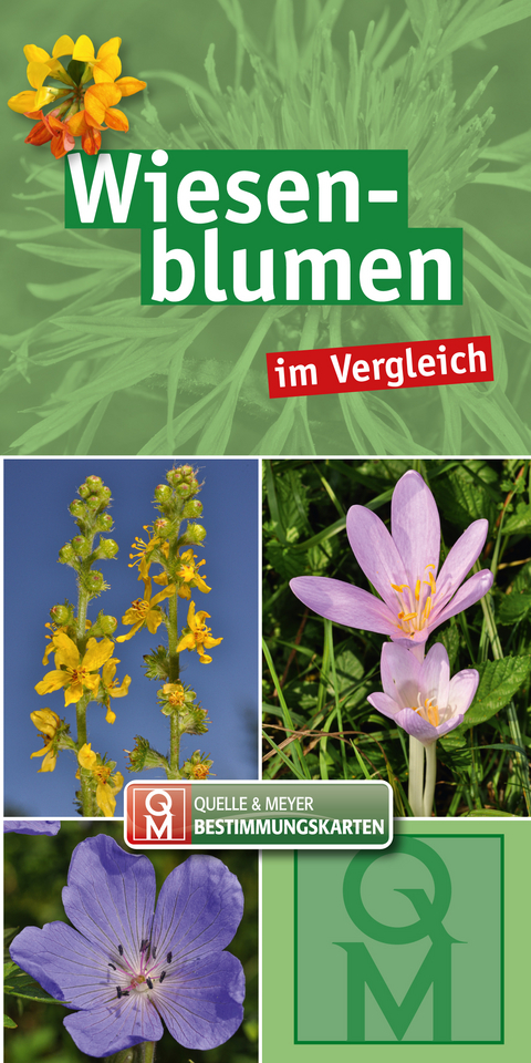 Wiesenblumen - 