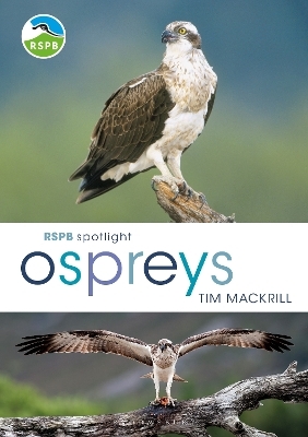 RSPB Spotlight Ospreys - Tim Mackrill