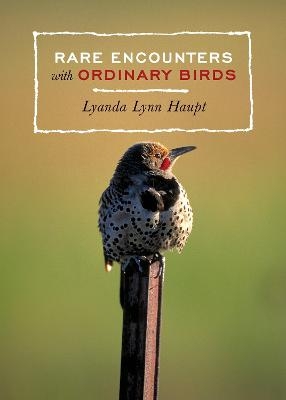 Rare Encounters with Ordinary Birds - Lyanda Lynn Haupt