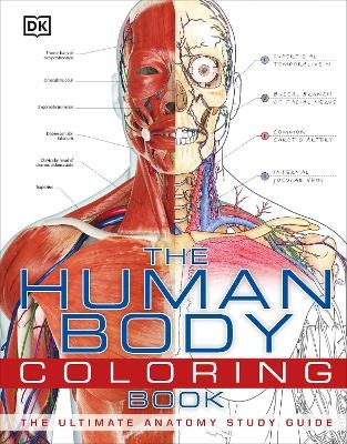 The Human Body Coloring Book -  Dk