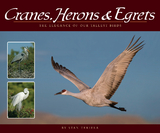 Cranes, Herons & Egrets - 