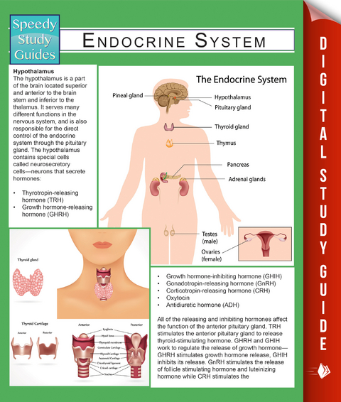 Endocrine System (Speedy Study Guides) - Speedy Publishing