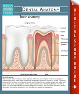 Dental Anatomy (Speedy Study Guides) - Speedy Publishing