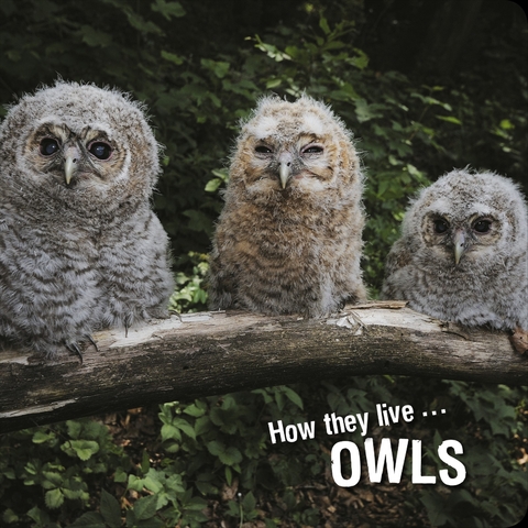 How they live... Owls -  Ivan Esenko,  David Withrington