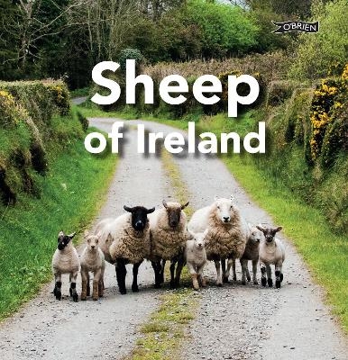 Sheep of Ireland - Sarah O'Connor