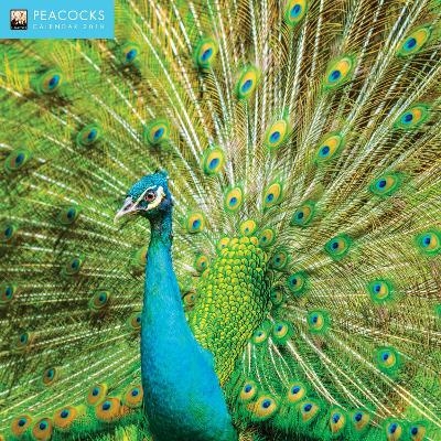 Peacocks Wall Calendar 2018 (Art Calendar) - Inc Browntrout Publishers