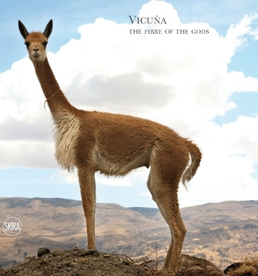 Vicuña - 