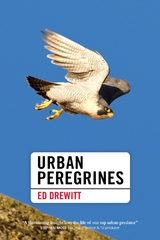 Urban Peregrines -  Ed Drewitt