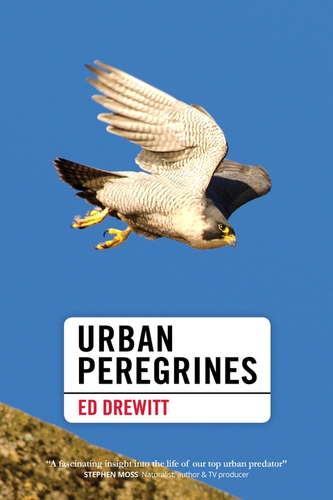 Urban Peregrines -  Ed Drewitt