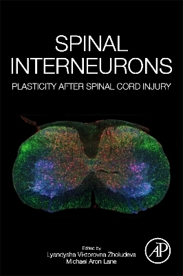 Spinal Interneurons - 