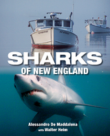 Sharks of New England -  Alessandrao De Maddalena