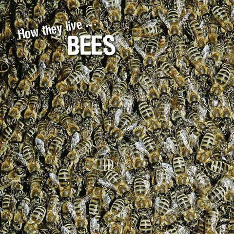 How they live... Bees - Ivan Esenko, David Withrington