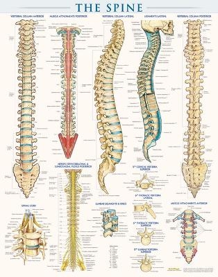 Spine-Laminated - Vincent Perez