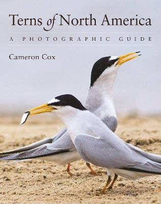 Terns of North America - Cameron Cox