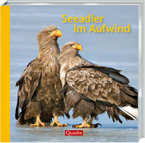 Seeadler im Aufwind - Willi Rolfes