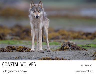 Coastal Wolves. Sette giorni con il branco - Max Venturi