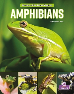 Amphibians - Tracy Vonder Brink