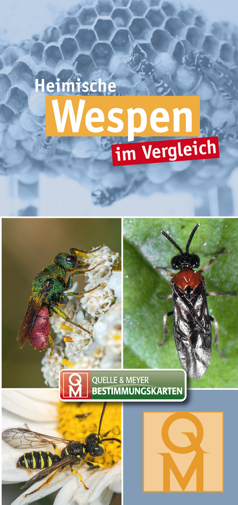 Heimische Wespen - 