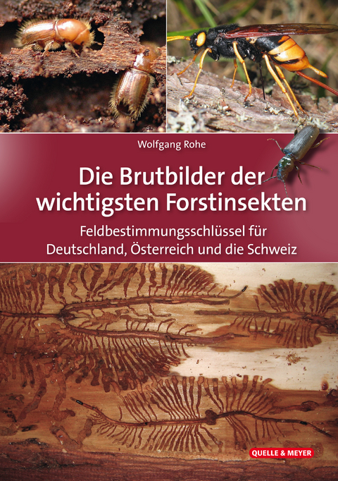 Die Brutbilder der wichtigsten Forstinsekten - Wolfgang Rohe