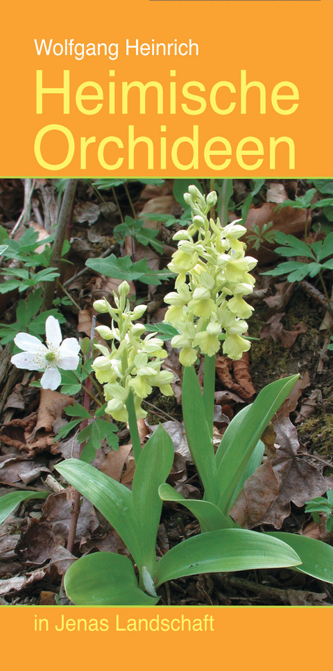 Heimische Orchideen in Jenas Landschaft - Wolfgang Heinrich