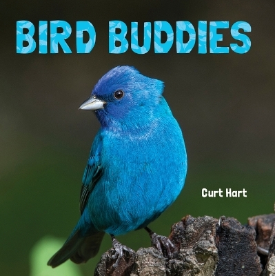 Bird Buddies - 