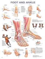 Foot and Ankle Anatomical Chart - 