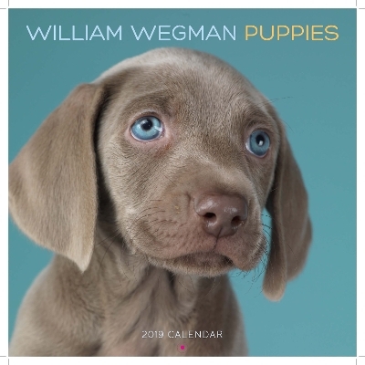 William Wegman Puppies 2019 Wall Calendar - William Wegman