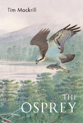 The Osprey - Tim Mackrill