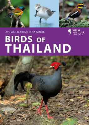 Birds of Thailand - Ayuwat Jearwattanakanok