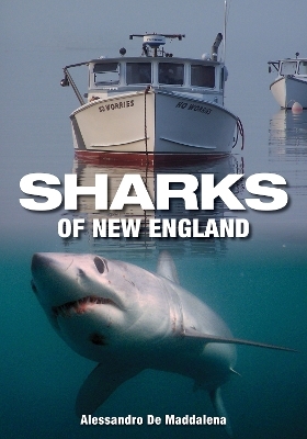 Sharks of New England - Alessandrao De Maddalena