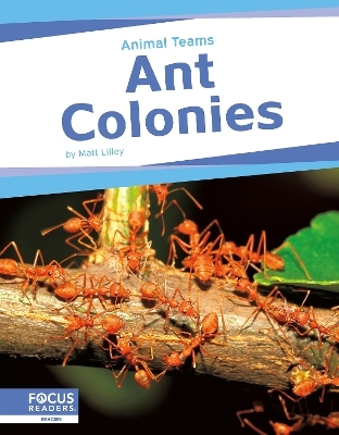 Ant Colonies - Matt Lilley