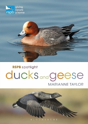 RSPB Spotlight Ducks and Geese - Ms Marianne Taylor