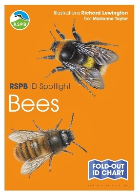 RSPB ID Spotlight - Bees - Marianne Taylor