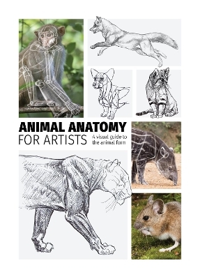 Animal Anatomy for Artists - 