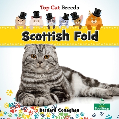 Scottish Fold - Bernard Conaghan