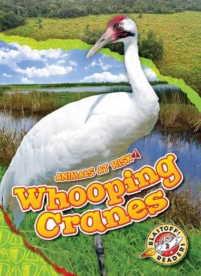 Whooping Cranes - Rachel Grack