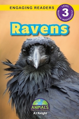 Ravens - Aj Knight