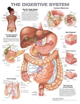 The Digestive System Anatomical Chart - Anatomical Chart Company