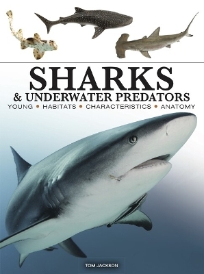 Sharks & Underwater Predators - Tom Jackson