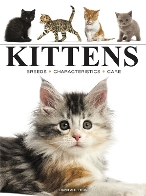 Kittens - David Alderton