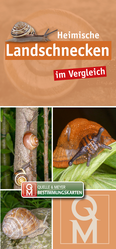 Heimische Landschnecken im Vergleich - 