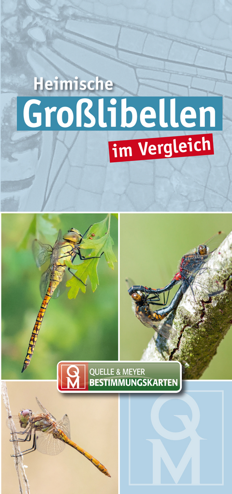 Heimische Großlibellen im Vergleich - 